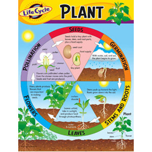 Trend Enterprises Life Cycle of a Plant Learning Chart & Reviews | Wayfair
